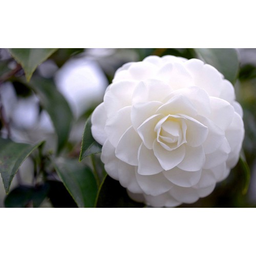 Cây Hoa Trà mi chậu bầu đang nụ hoa chuẩn tết - HTMB