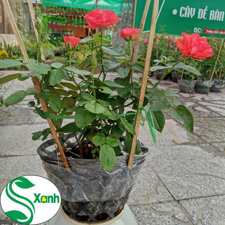 Hoa Hồng Lửa - CÂY GIỐNG CHUẨN F1