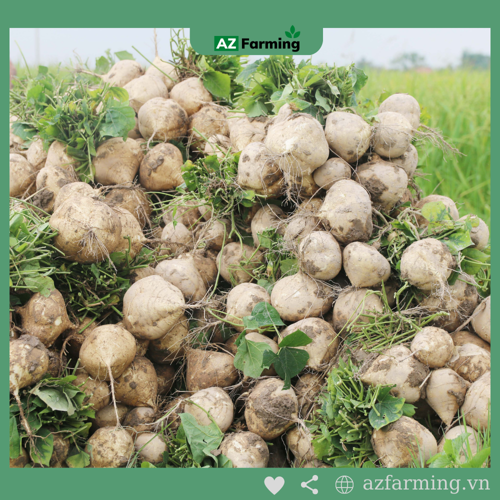 Hạt Giống Củ Sắn (Củ Đậu) - Gói 50 Hạt - AZ Farming