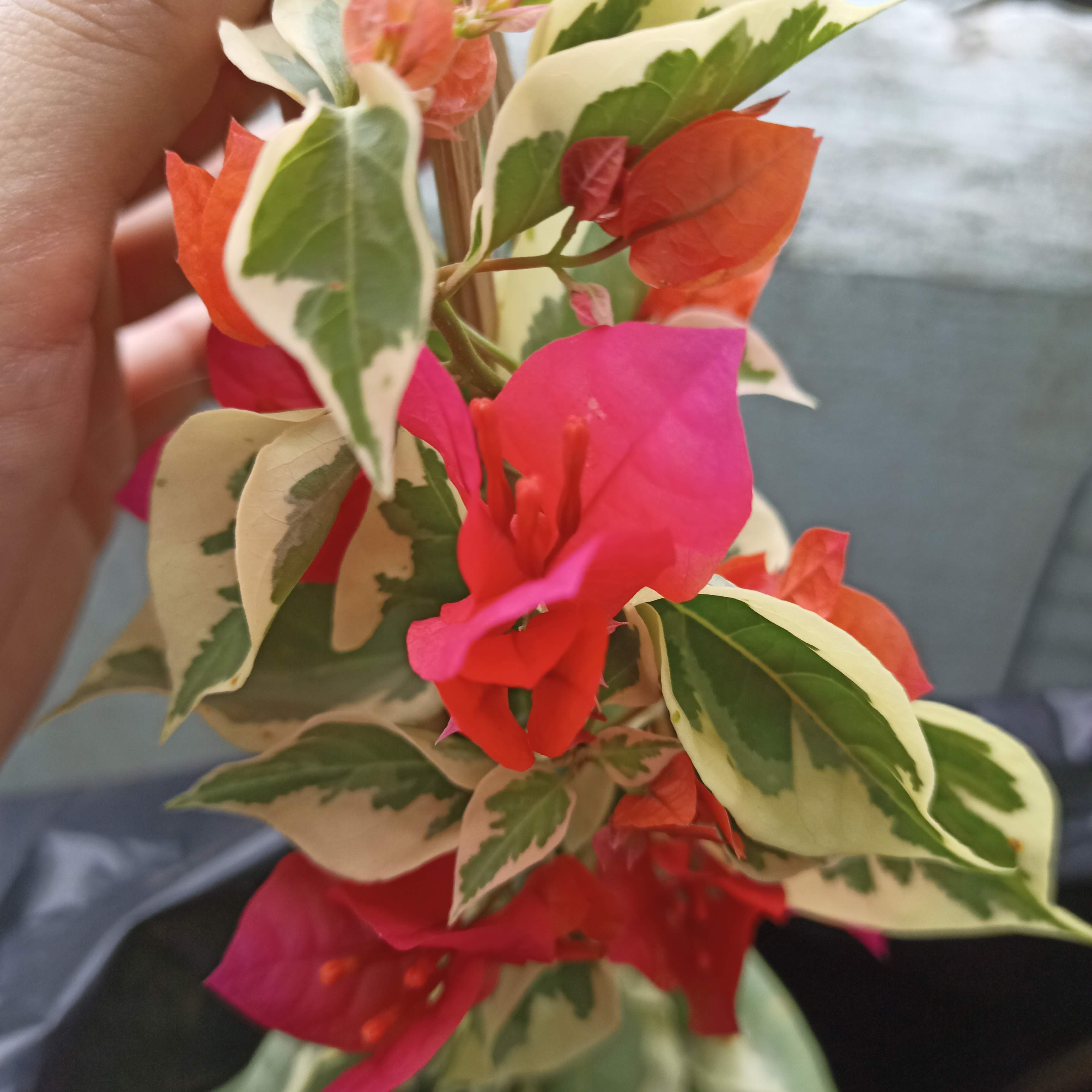 Chậu cây bông giấy cẩm thạch C9 - Summer Garden