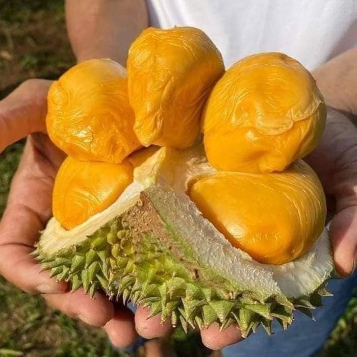 CÂY GIỐNG SẦU RIÊNG MUSANG KING (GIỐNG SẦU RIÊNG MALAYSIA HẠT LÉP)