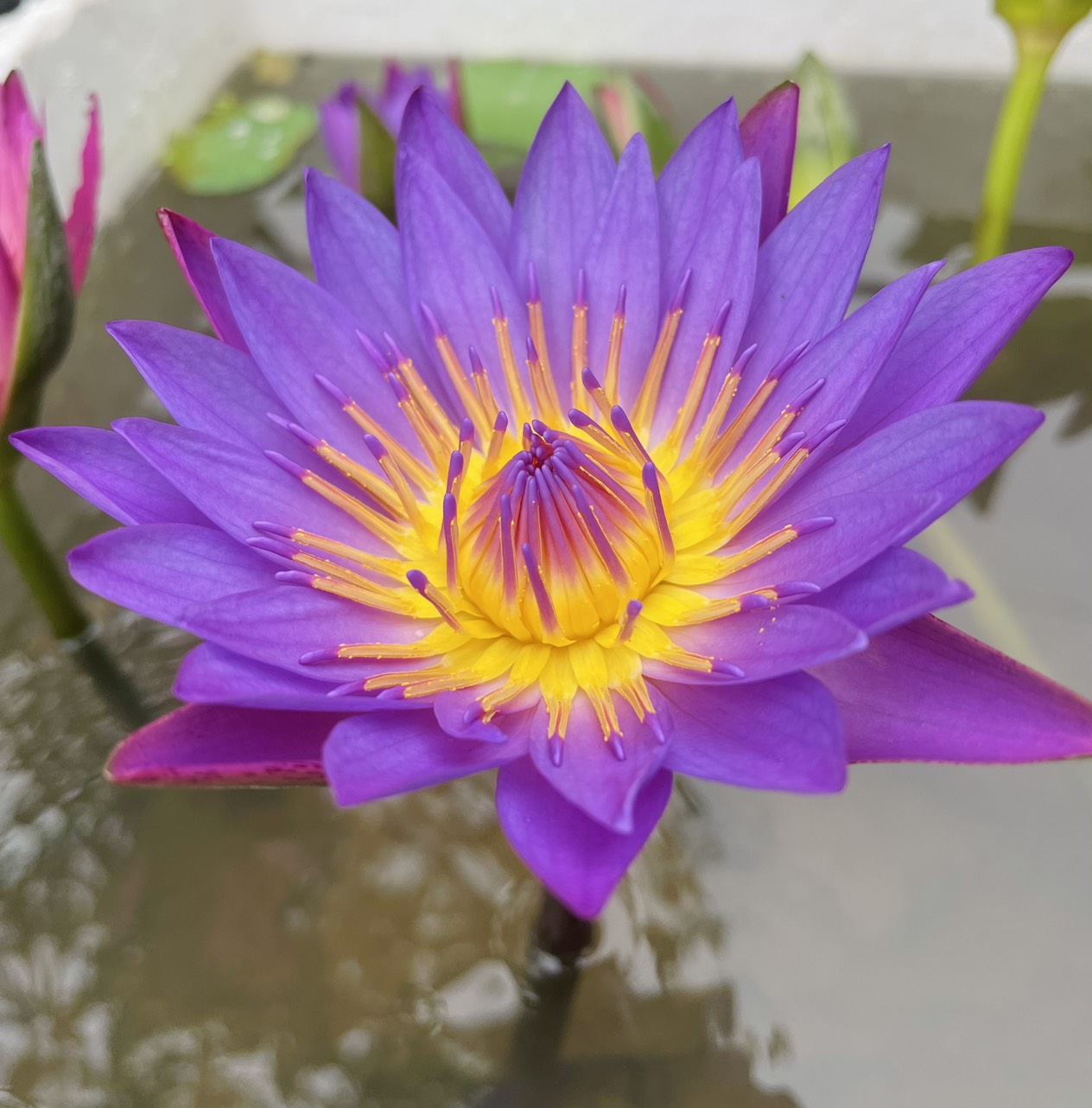 Cây Hoa Súng Thái Lớn Sẳn Hoa