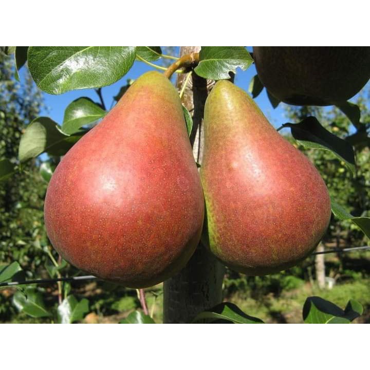 cây giống LÊ ĐỎ NAM PHI cây ghép