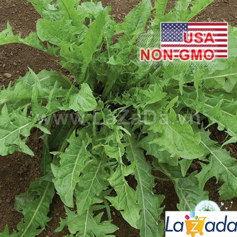 100h Hạt Giống Rau Bồ Công Anh (A2.401| C10*V45*M198)