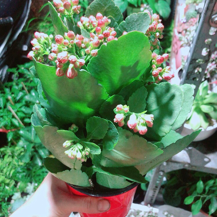 Cây hoa sống đời