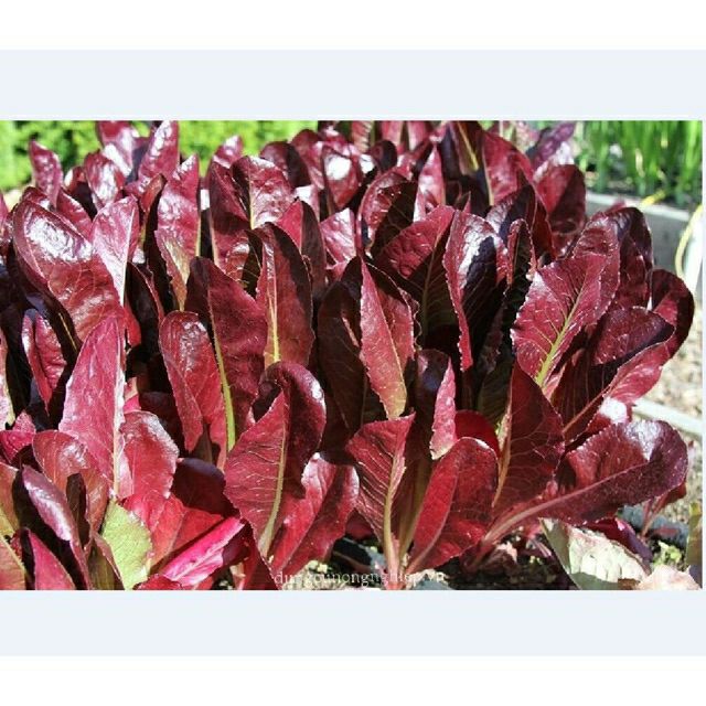 Xà lách romaine đỏ- gói 10gr
