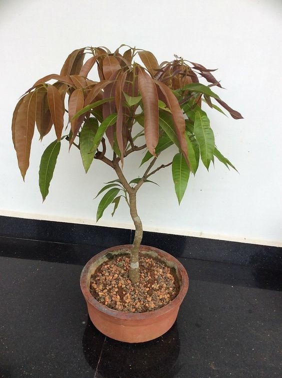 CÂY XOÀI GIỐNG TRỒNG CHẬU DFSGDFG (ccaay giống đối chứng)