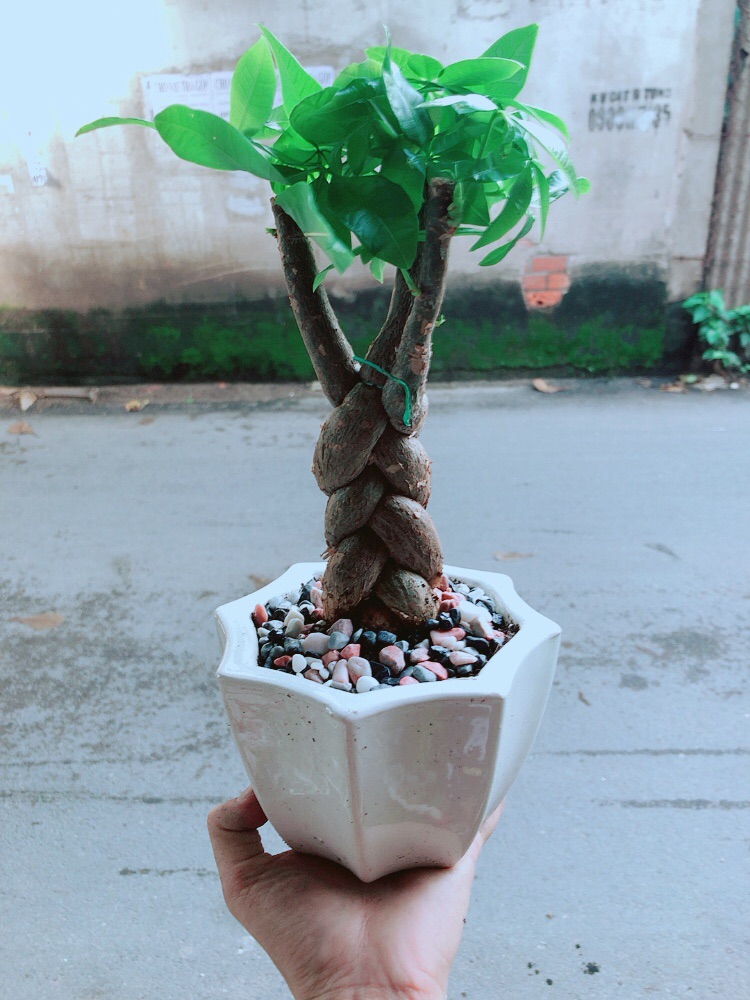 Chậu Kim Ngân Thắt Bính 3 Thân