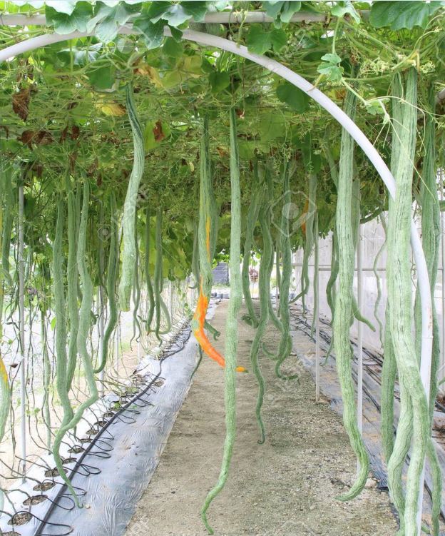 Snake Melon Seeds (Japanese Snake Melon) Long Fruit - 5 Seeds/Pack