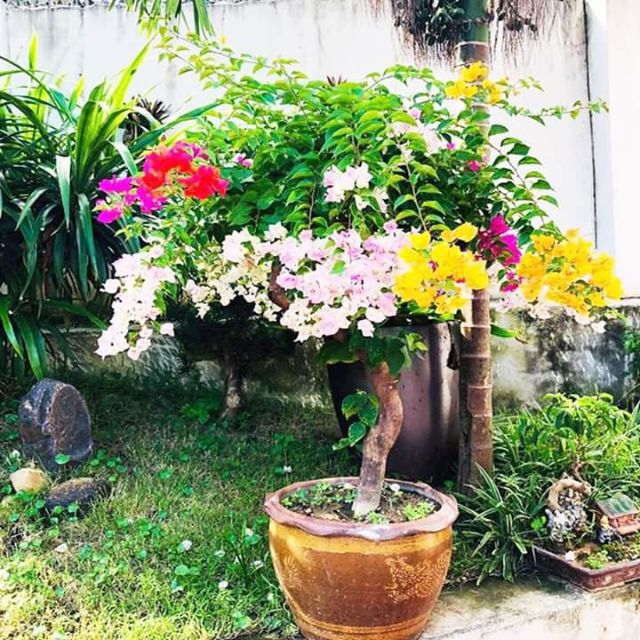 Cây hoa giấy nhiều màu