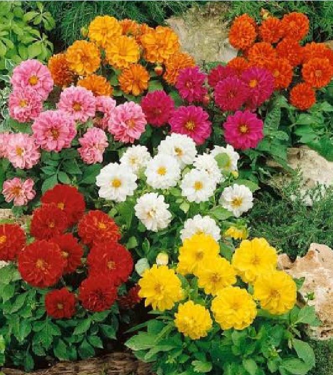 Hạt giống hoa Thược Dược mix màu - gói  50 hạt