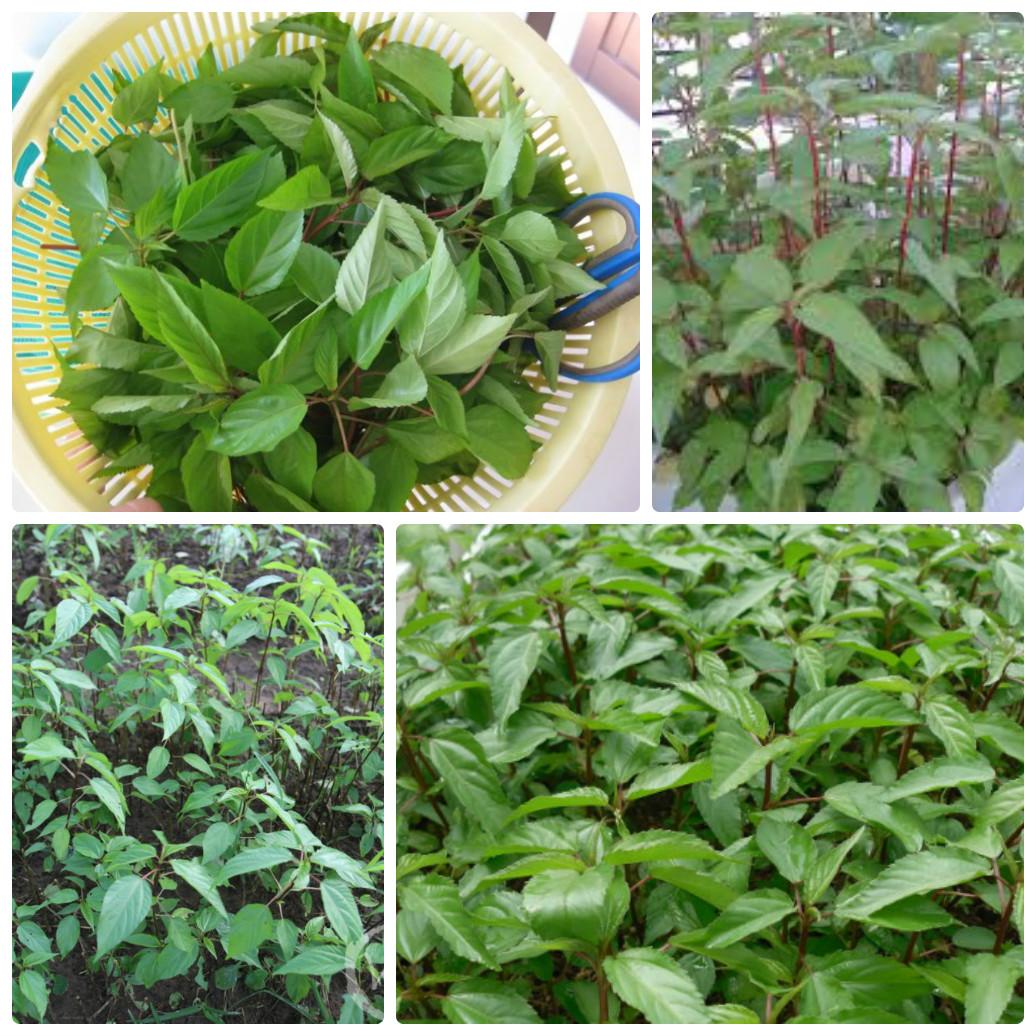 Hạt Giống Rau Đay Đỏ (gói 20g)