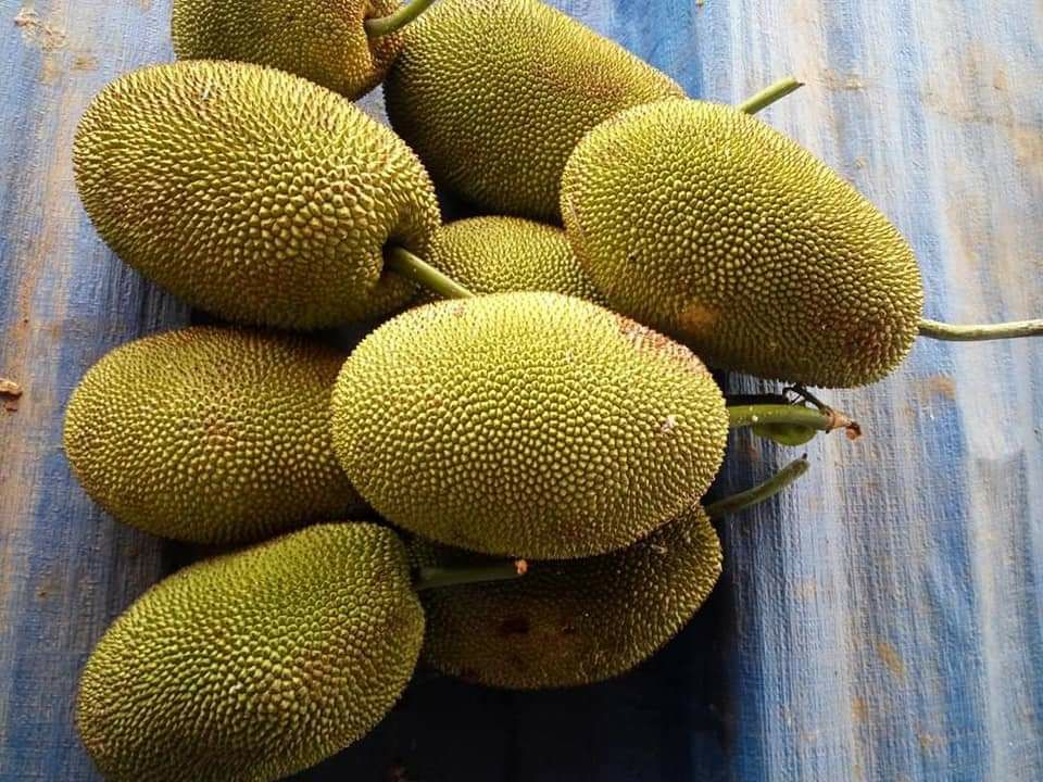 CÂY GIỐNG MÍT TỐ NỮ