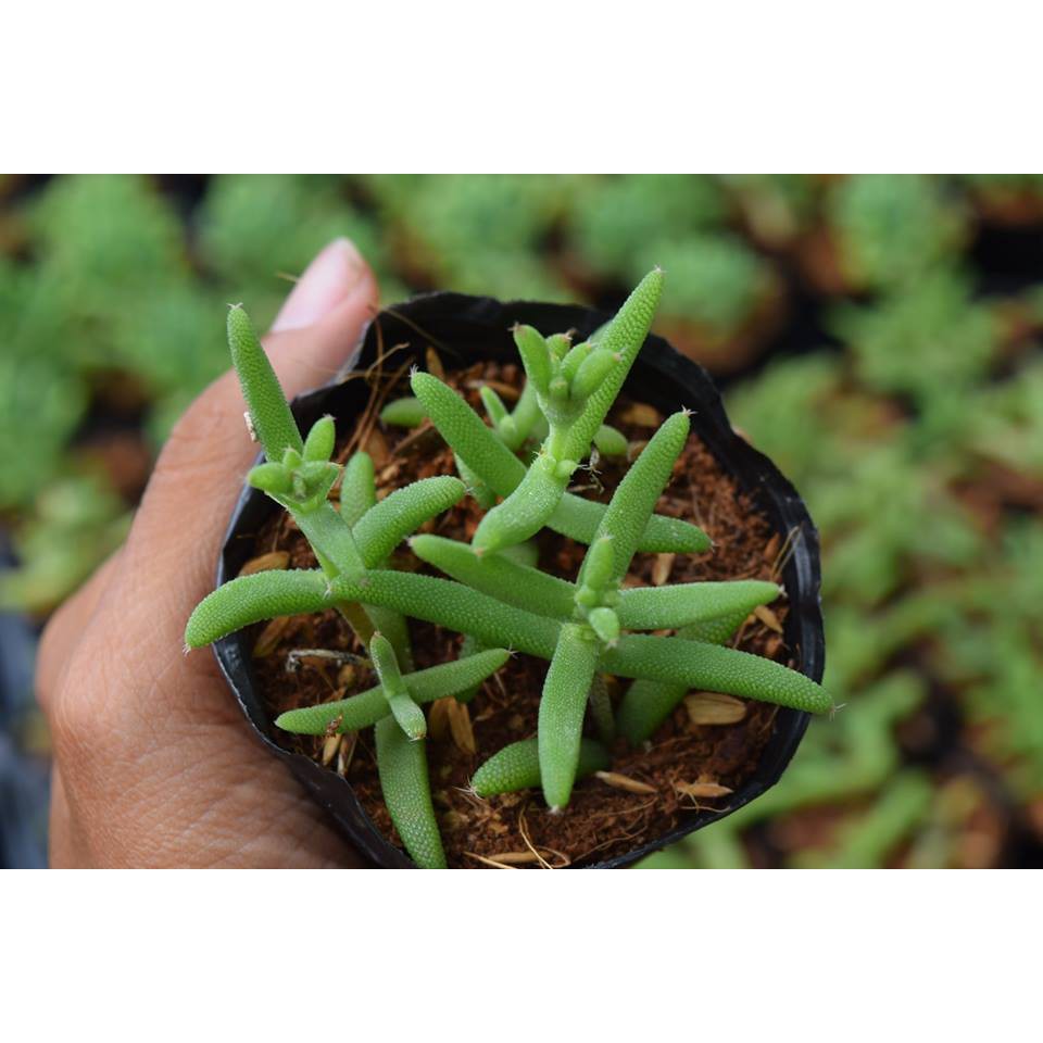 Sen Đá Mặt Nạ Trơn