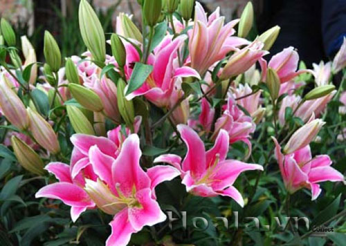 Củ giống hoa ly lùn đủ màu