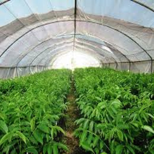 CÂY GIỐNG QUẢ ÓC CHÓ SIÊU QUẢ, SIÊU NĂNG SUẤT,SIÊU KINH TẾ- GIỐNG CHUẨN F1