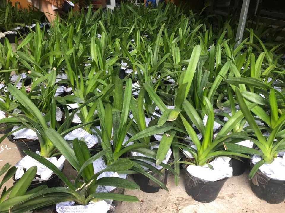 Phong Lan Kiếm Phan Trí -cây giống thuần chậu