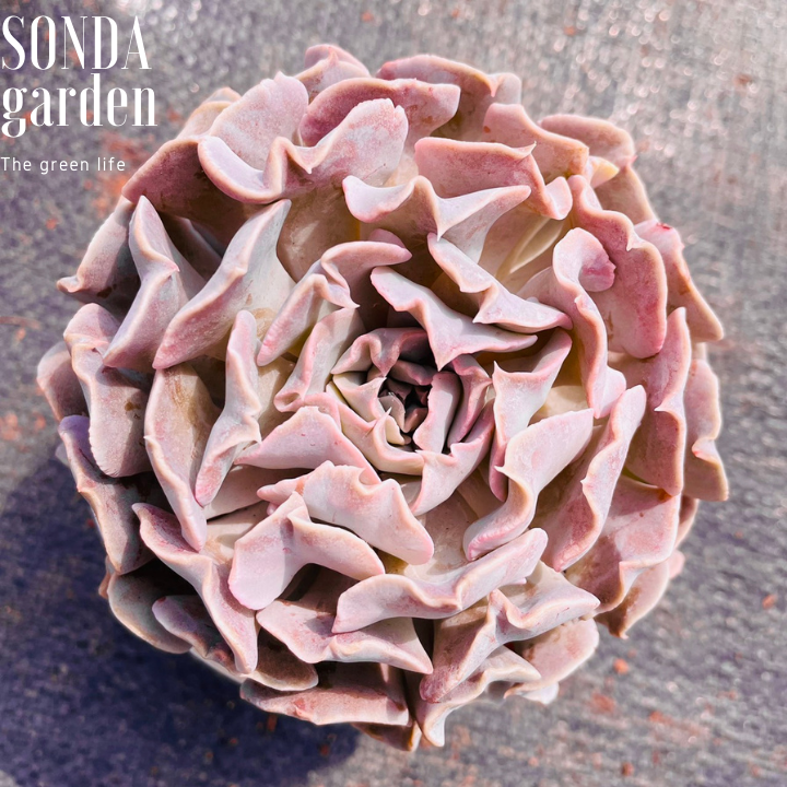 SEN ĐÁ VIOLET ROSE SIZE TRUNG BÌNH KHỎE ĐẸP LỖI 1 ĐỔI 1