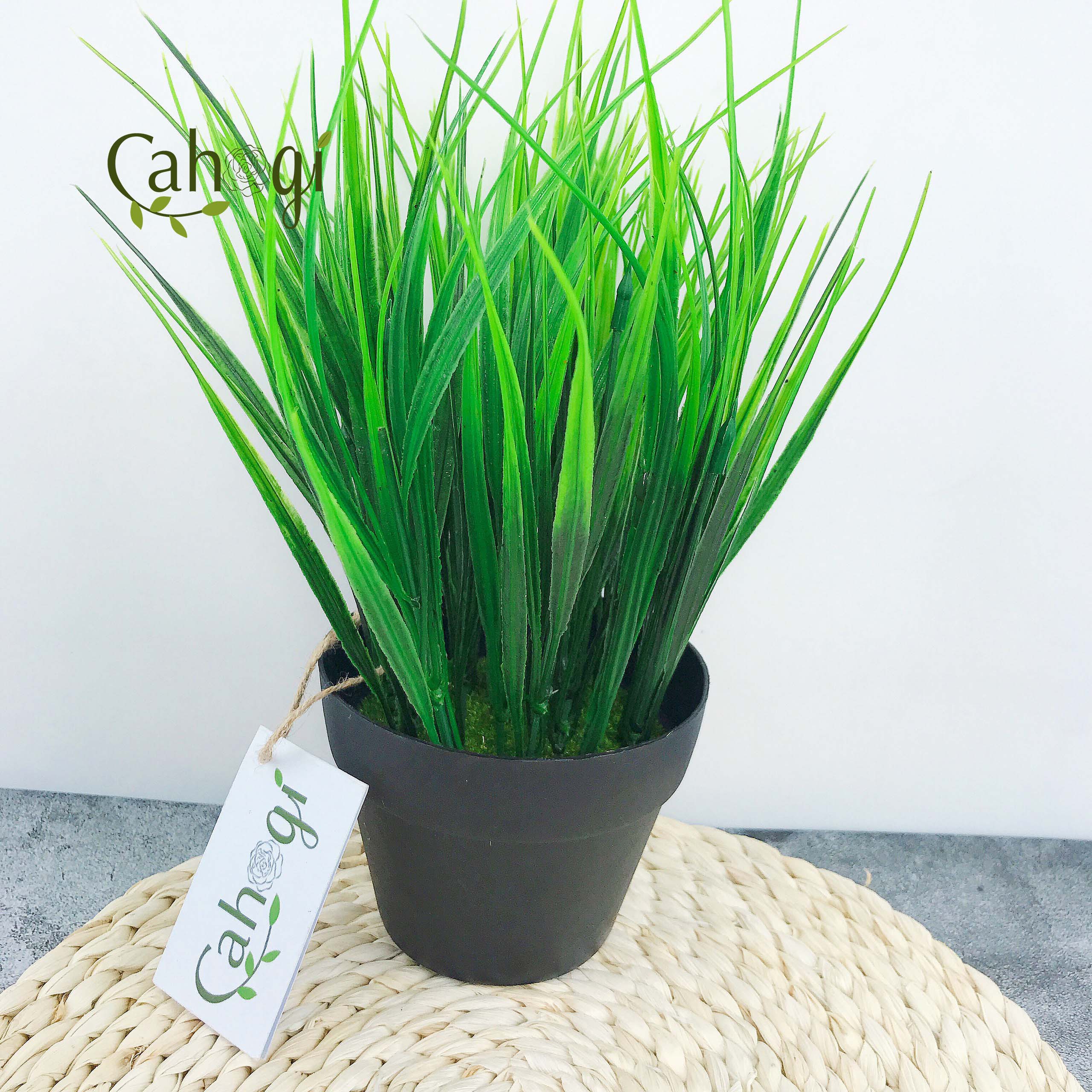 Chậu Cây Giả Chậu Lúa Mạ Non Cắm Sẵn