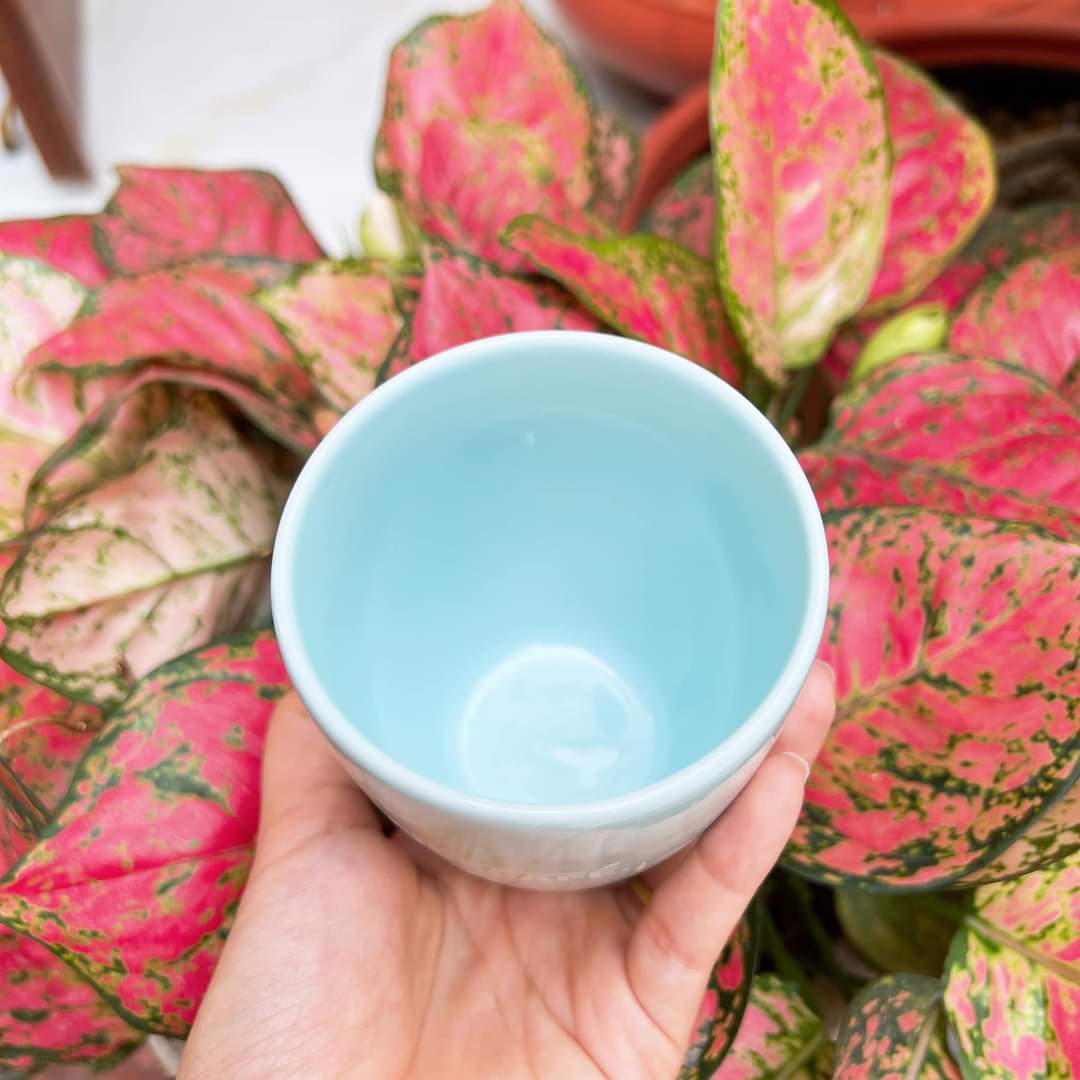 ly sứ donghwa cao cấp (giao màu ngẫu nhiên)
