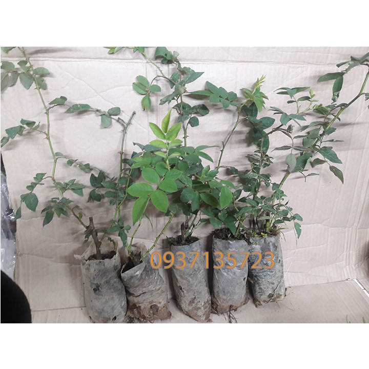 COMBO 5 CÂY HOA HỒNG TẦM XUÂN CON