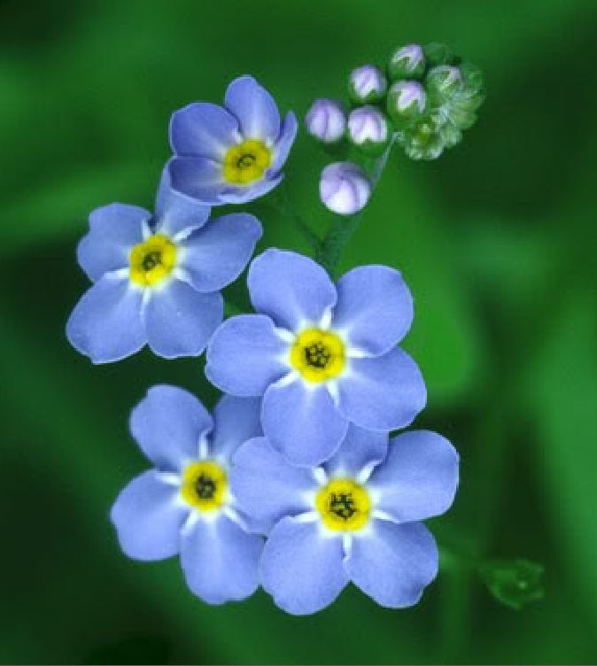 Hạt giống hoa Lưu Ly xanh Forget Me Not  - Gói 100 hạt