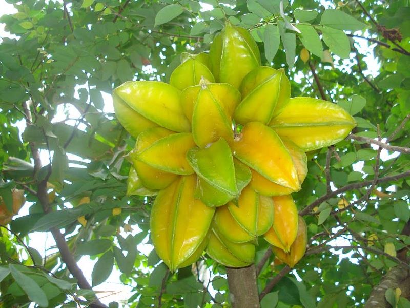 Hạt giống cây ăn trái khế ngọt - gói 5 hạt/ ( TẶNG gói kích thích hỗ trợ hạt nảy mầm)