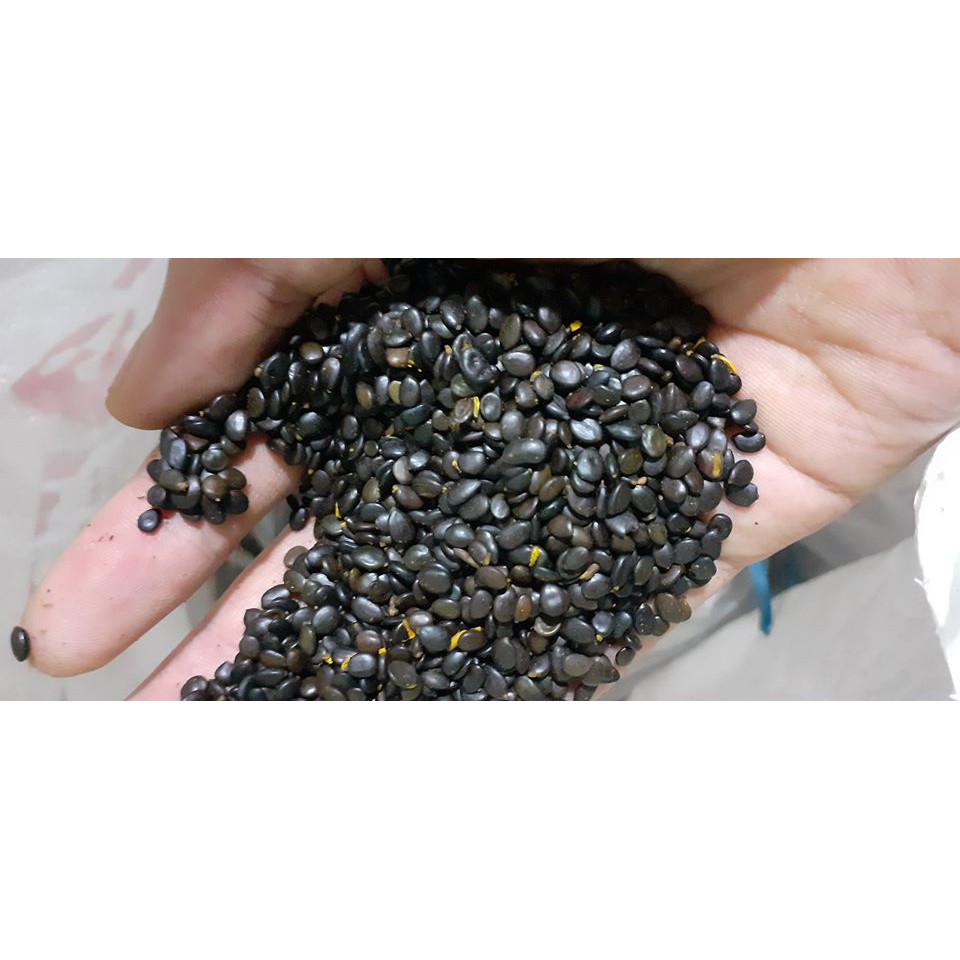 1 KG  HẠT GIỐNG KEO LAI ĐẸP TUYỂN CHỌN [ 100% hạt mới với Tỷ lệ nãy mầm cao. ] [Số hạt /1 kg khoảng  65.000 hạt] GHN