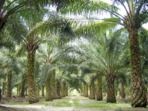 Cây Cọ Cảnh - cây giống