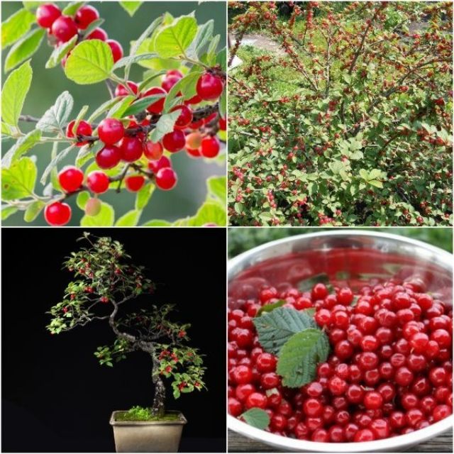 242A Hạt Giống Quả Anh Đào (Cherry) 5 Hạt/ Gói