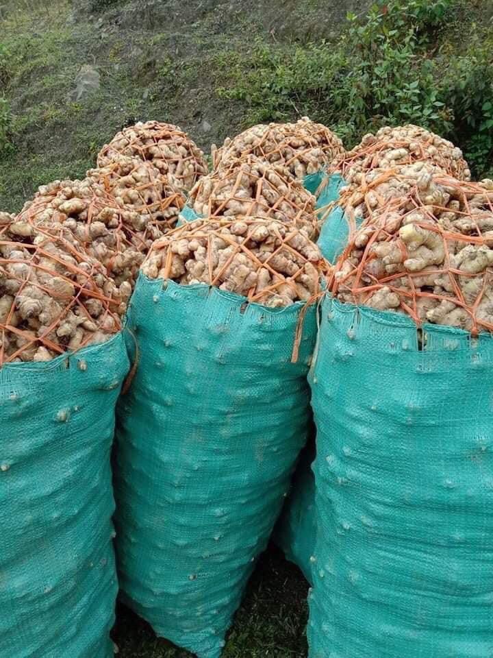 Bột gừng sấy lạnh lọ 150g