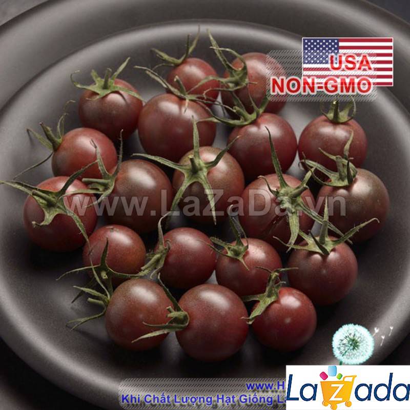 50h Hạt Giống Cà Chua Chocolate (A3.103| C3*W45*M180)