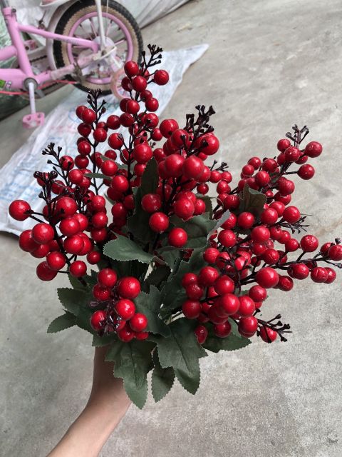 cherry chùm 7 nhánh
