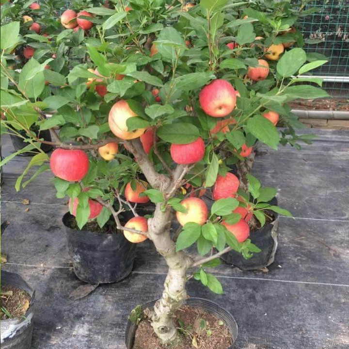 Hạt Giống Táo Đỏ Lùn - 10 Hạt