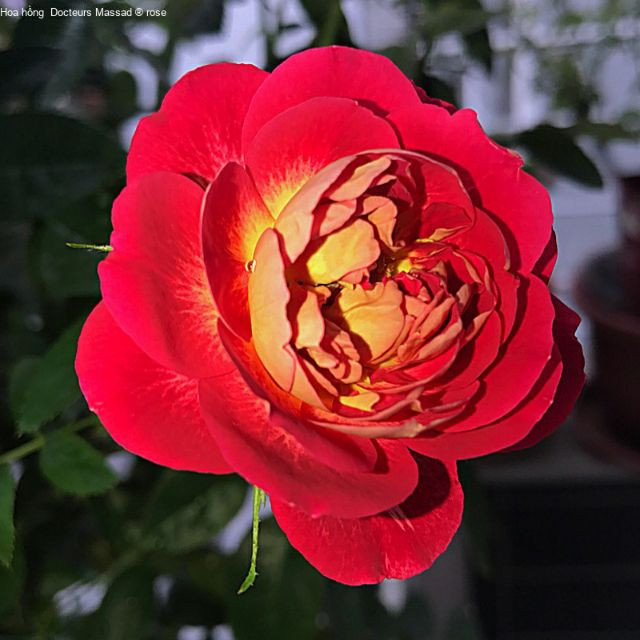 [Cây giống hoa] Hồng Docteurs Massad rose size chậu C9 - CayGiongTot
