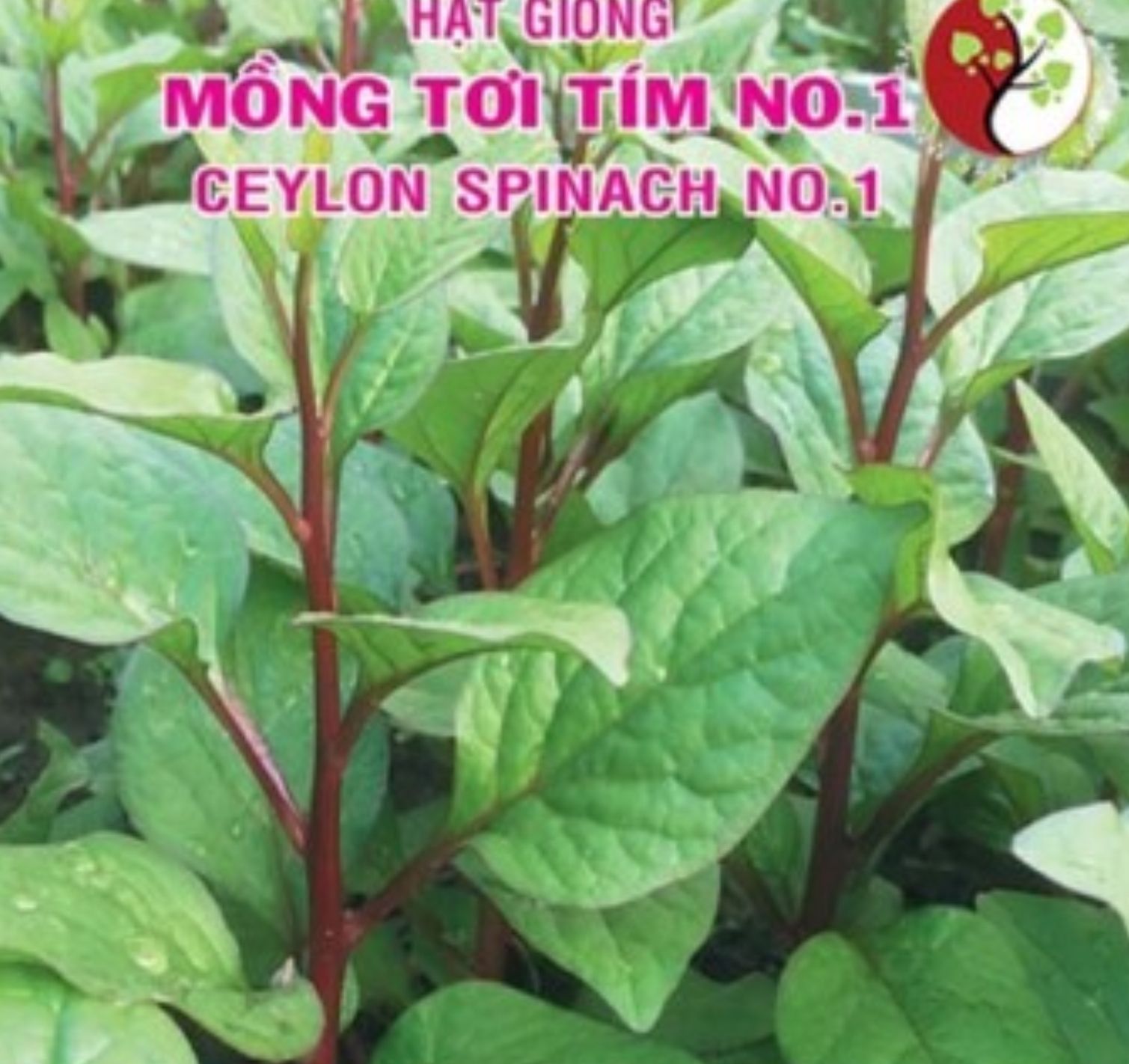 Hạt giống MỒNG TƠI TÍM - Radoseeds - gói 5gr