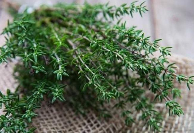 50 Hạt giống cây Xạ hương