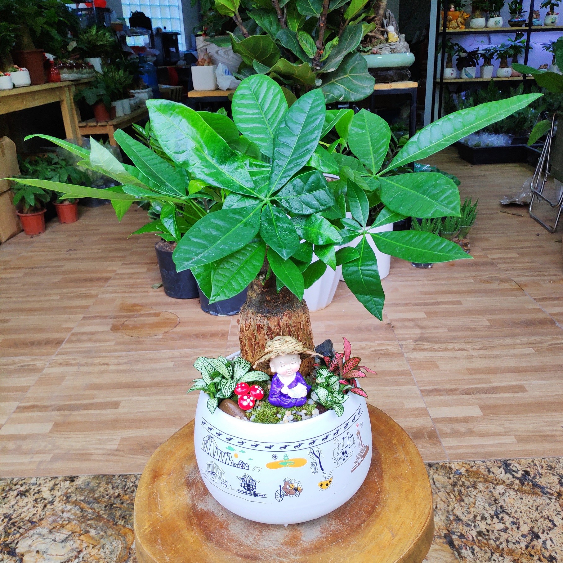 Cây Kim Ngân 1 thân, cây để bàn cây phong thủy đẹp mang lại tài lộc cho gia chủ