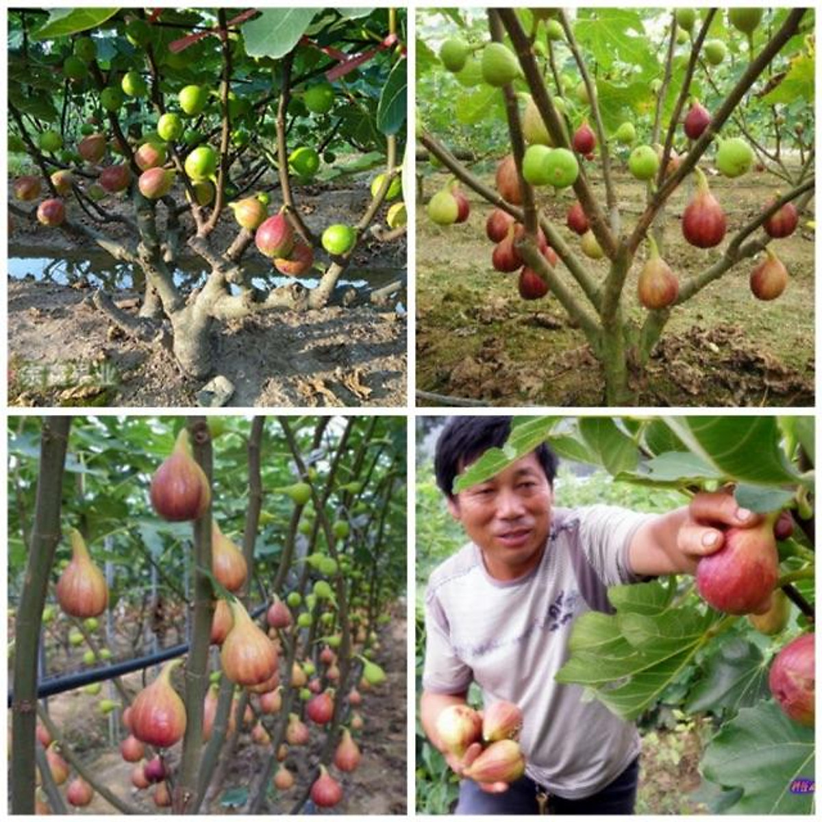 Cây giống sung mỹ