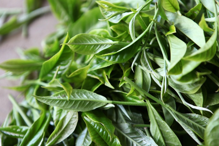 Trà shan tuyết vụ [đông-xuân]  loại 200g