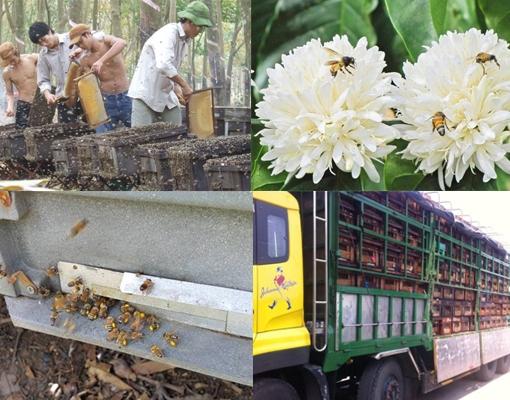 [HCM]5 lít mật nhãn phúc tùng