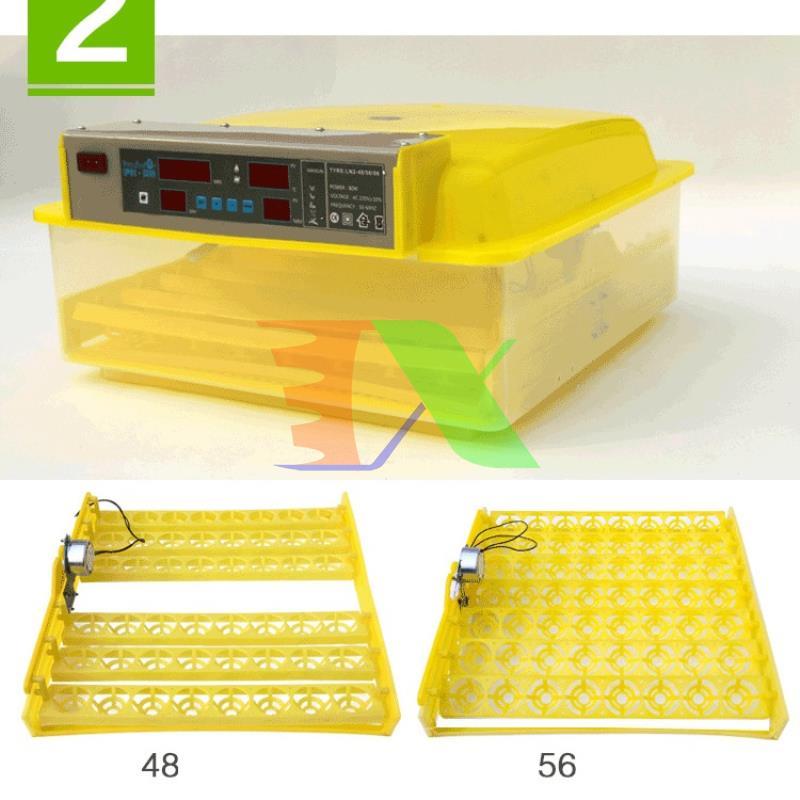Incubator chicken eggs, duck eggs, Bird, Dove (56)