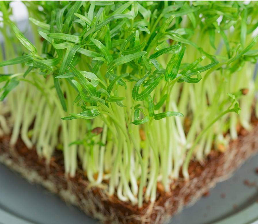 Hạt rau mầm rau muống - gói 100g