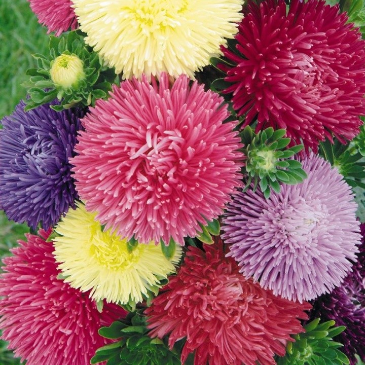 Hạt giống hoa cúc công chúa mix màu (gói 50 hạt) -