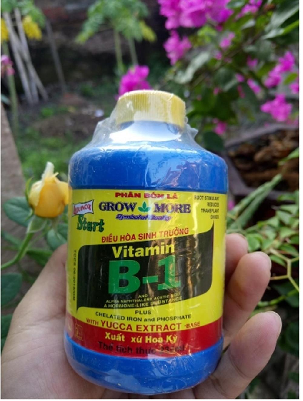 B1 MỸ CHO LAN, CÂY TRỒNG