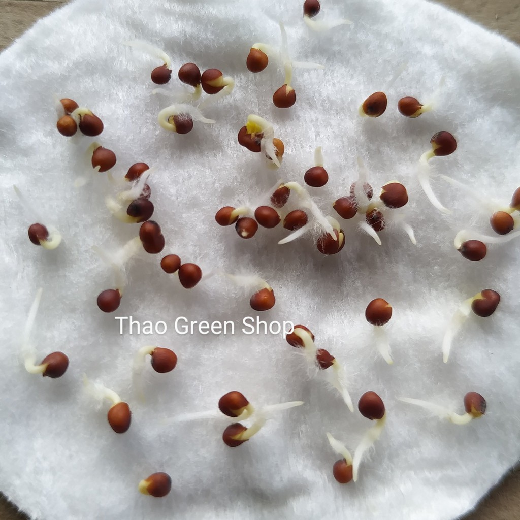 Hạt giống cải Pakchoi Tím (Red Ruby) 200 hạt