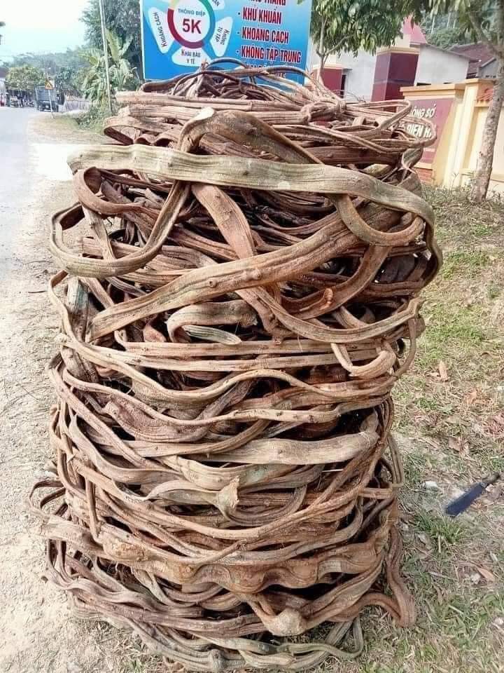 Dây rừng trang trí
