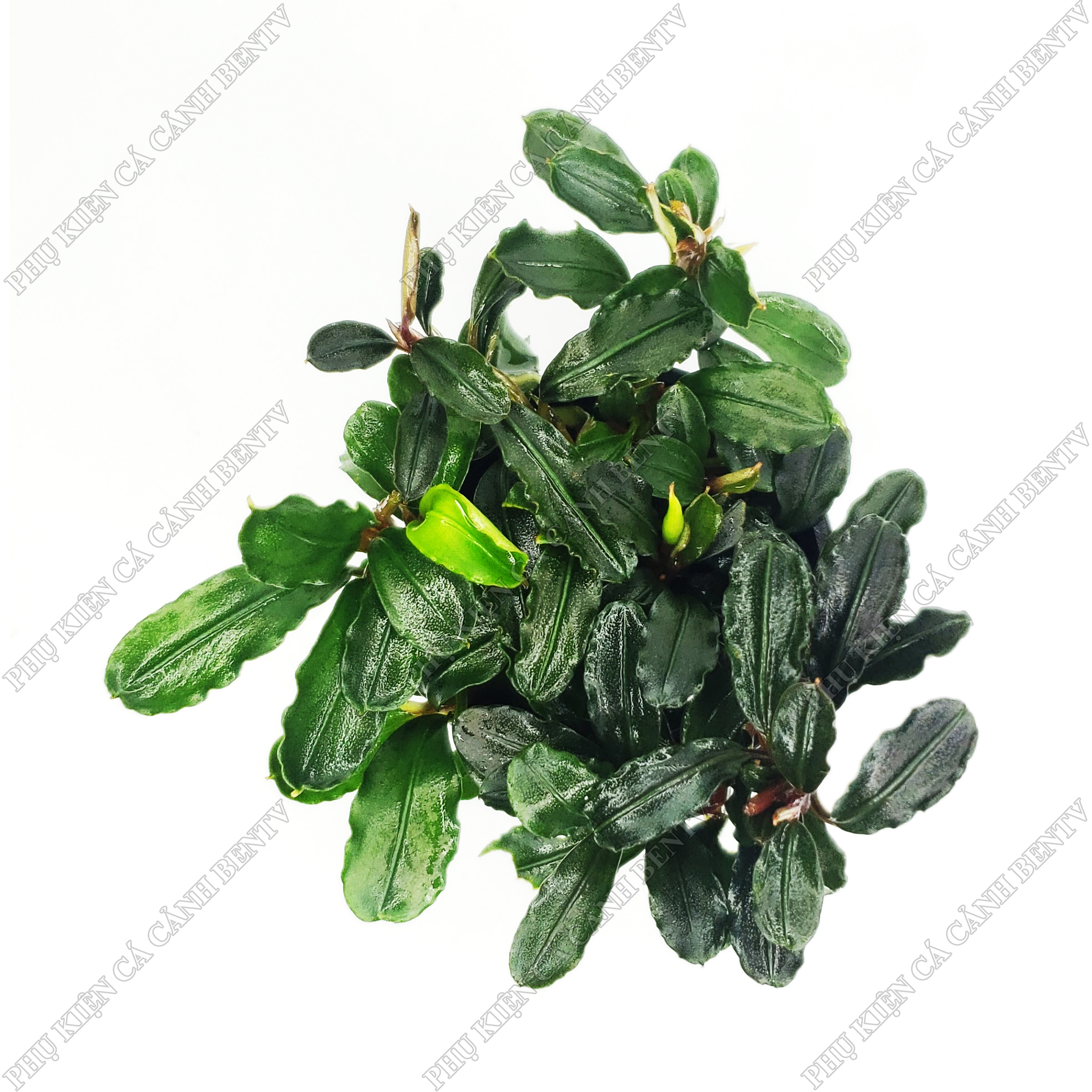 Cây Bucep - Cây Thuỷ Sinh Đẹp (Chậu)
