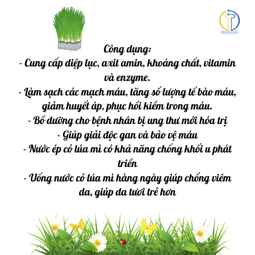 Hạt giống cỏ lúa mì (Wheatgrass) Viet Healthy nhập khẩu Australia (túi hút chân không 1kg-3kg)