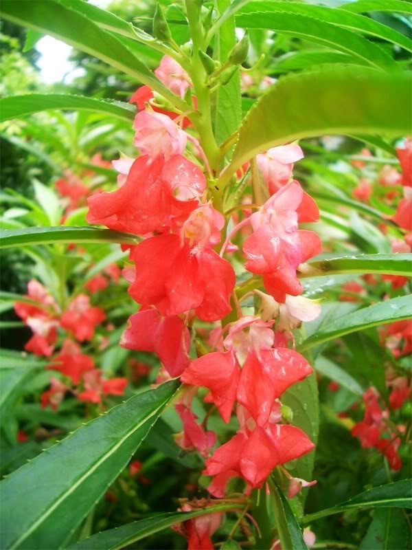 Hạt giống Hoa móng tay kép Mix Màu  – 50Hạt